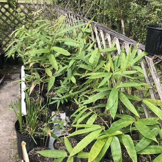 Young Giant Bamboo (Dendrocalamus Asper) seedlings growing in pots – fast-growing tropical bamboo plant.