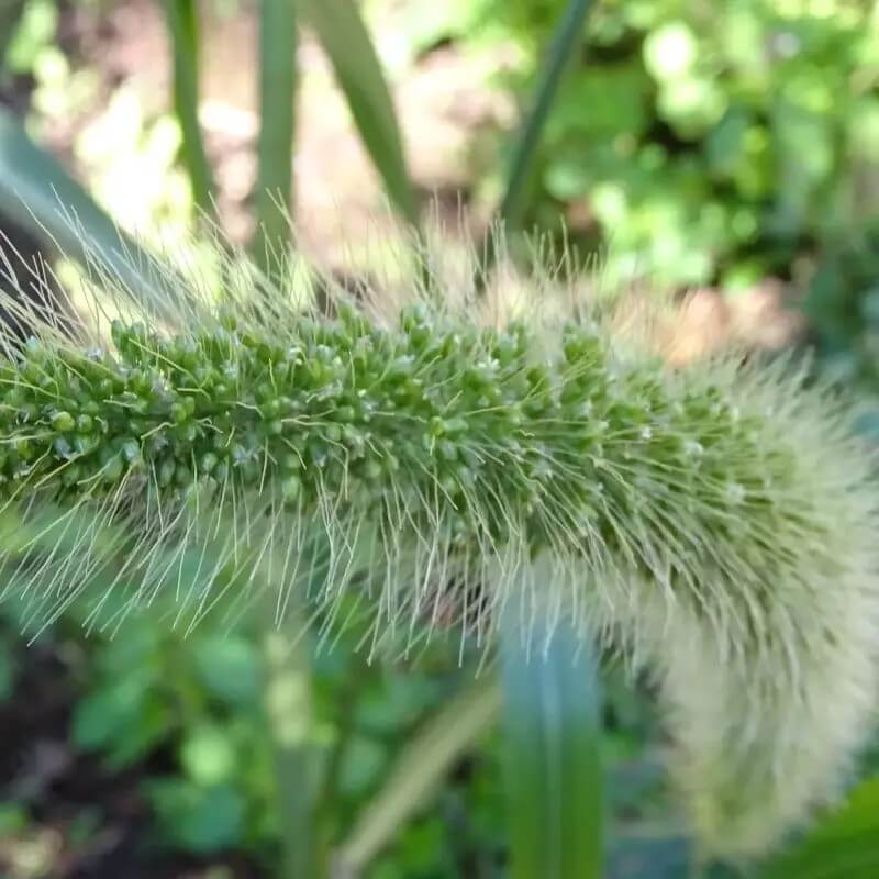 1g Giant Bristlegrass Seeds