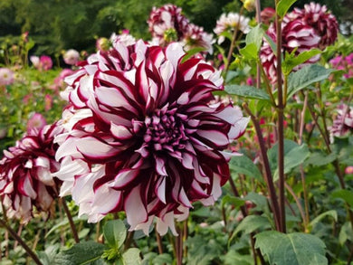 100 Giant Dinnerplate Dahlia Mix Seeds