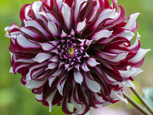 100 Giant Dinnerplate Dahlia Mix Seeds