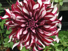 100 Giant Dinnerplate Dahlia Mix Seeds