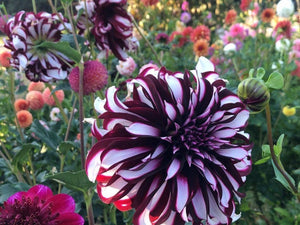 100 Giant Dinnerplate Dahlia Mix Seeds