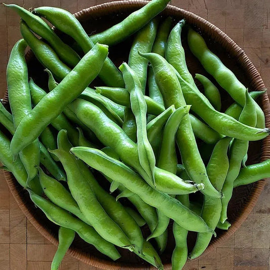 20 Giant Fava Bean Seeds