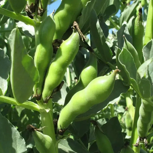 20 Giant Fava Bean Seeds