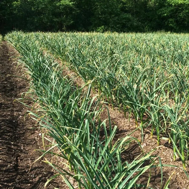 Field of green plants with a forest in the background