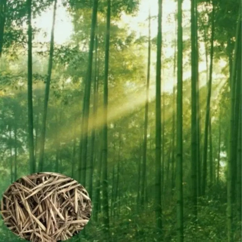 Giant Moso bamboo grove with sunlight and bamboo seeds overlay