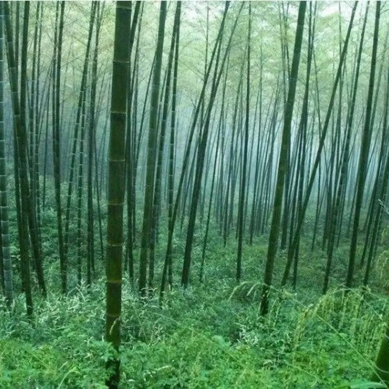 Dense Moso bamboo forest grown from Phyllostachys edulis seeds