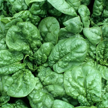 Giant Noble Spinach Seeds producing dark green, savoyed leaves, ideal for fresh salads, cooking, and home vegetable gardens. Seed World
