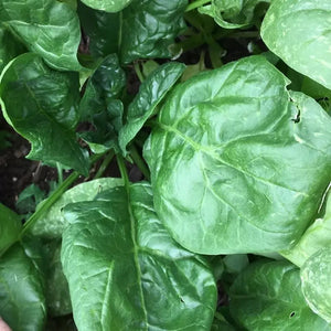 600 Giant Noble Spinach Seeds