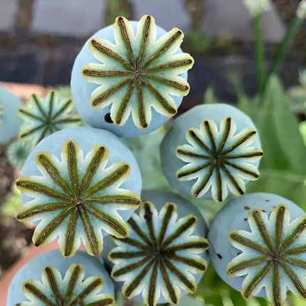 5000 Giant Poppy - Papaver Somniferum Seeds