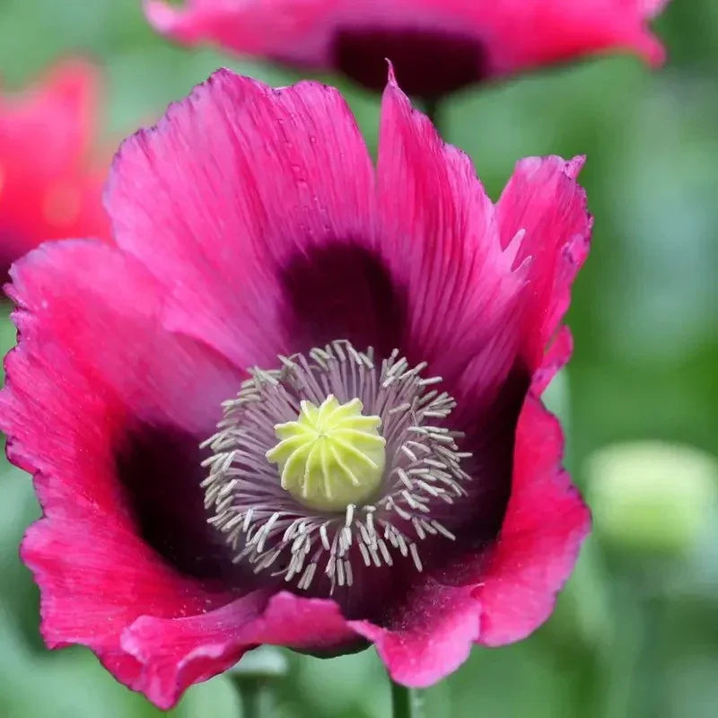 1500 Giant Poppy - Papaver Somniferum Seeds