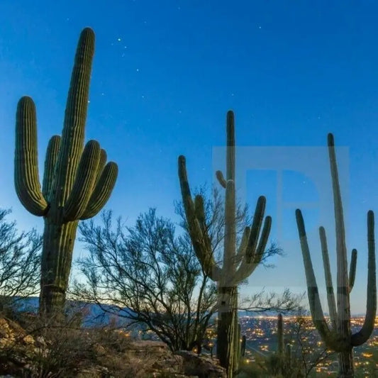 Saguaro cacti against a night sky with city lights in the distance