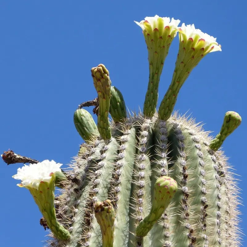 Saguaro cactus with blooming flowers against a clear blue sky