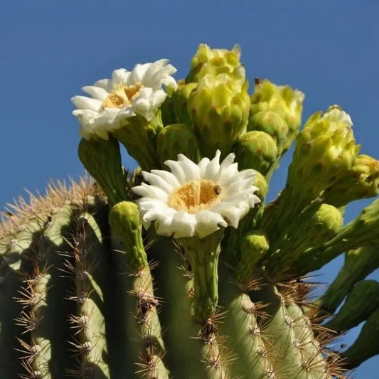 Cactus with white flowers against a clear blue sky