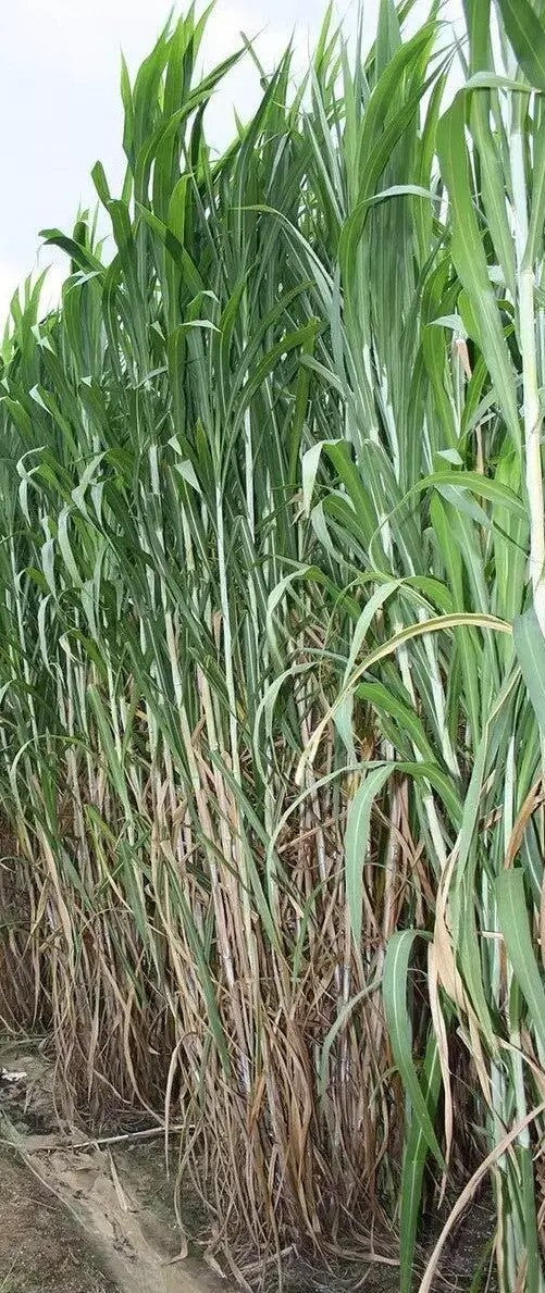 100 Giant Skyscraper Grass Seeds