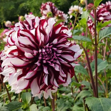 100 Giant Dinnerplate Dahlia Mix Seeds