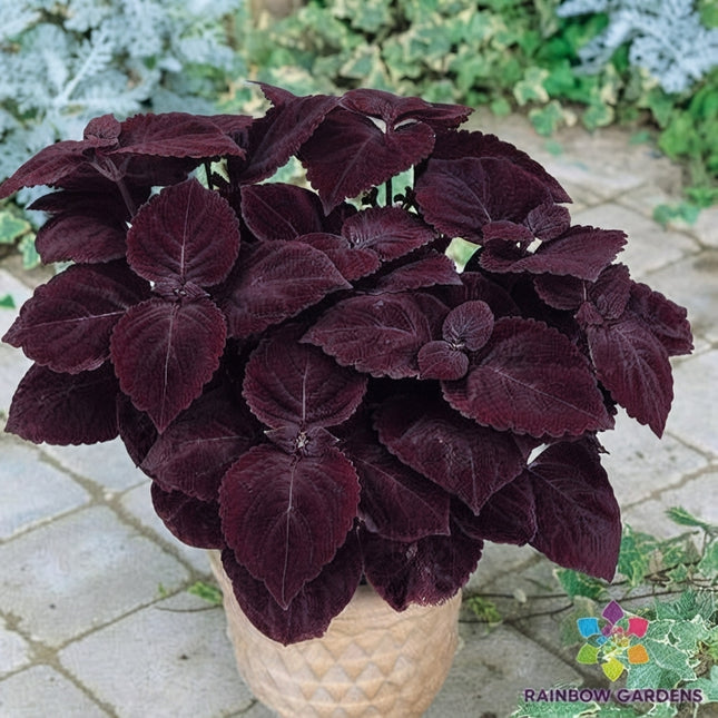Giant Exhibition Palisandra Coleus Seeds – Deep Burgundy Purple Foliage Ornamental Coleus for Containers, Garden Beds and Landscaping. Seed World