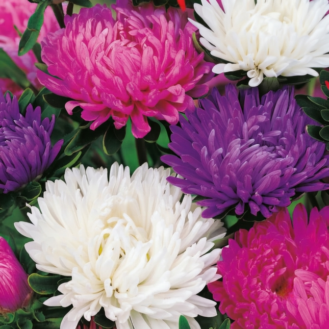 vibrant mixed aster flowers pink purple white close-up garden bouquet. Seed World