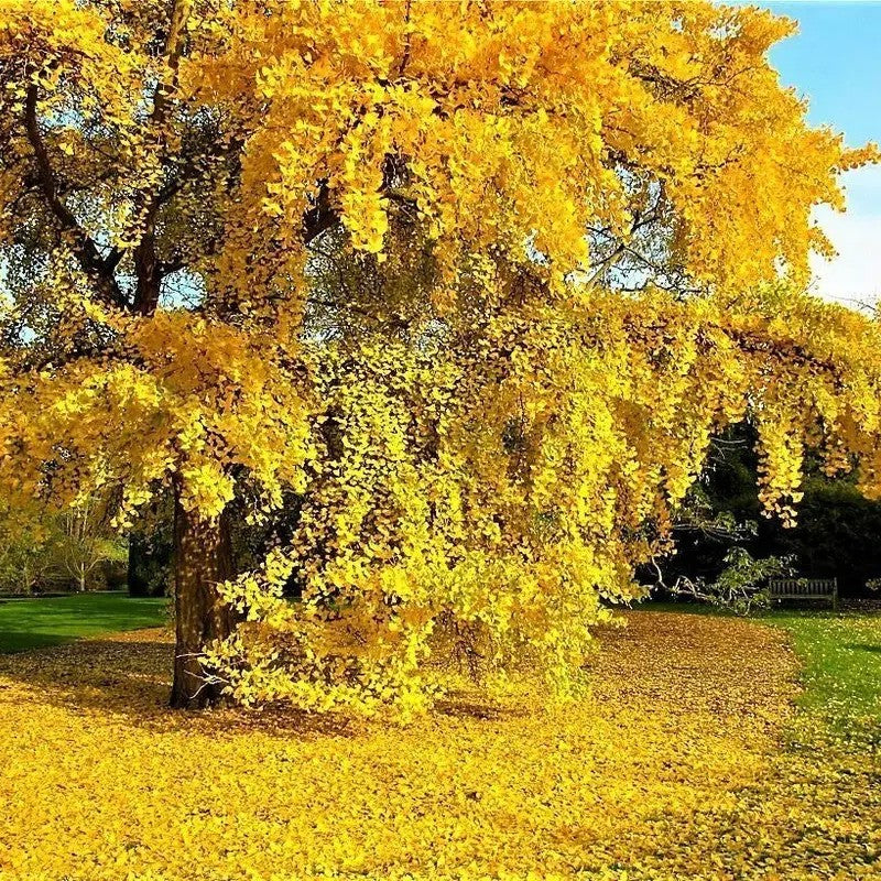 Ginkgo Biloba Tree Seeds – Maidenhair Tree