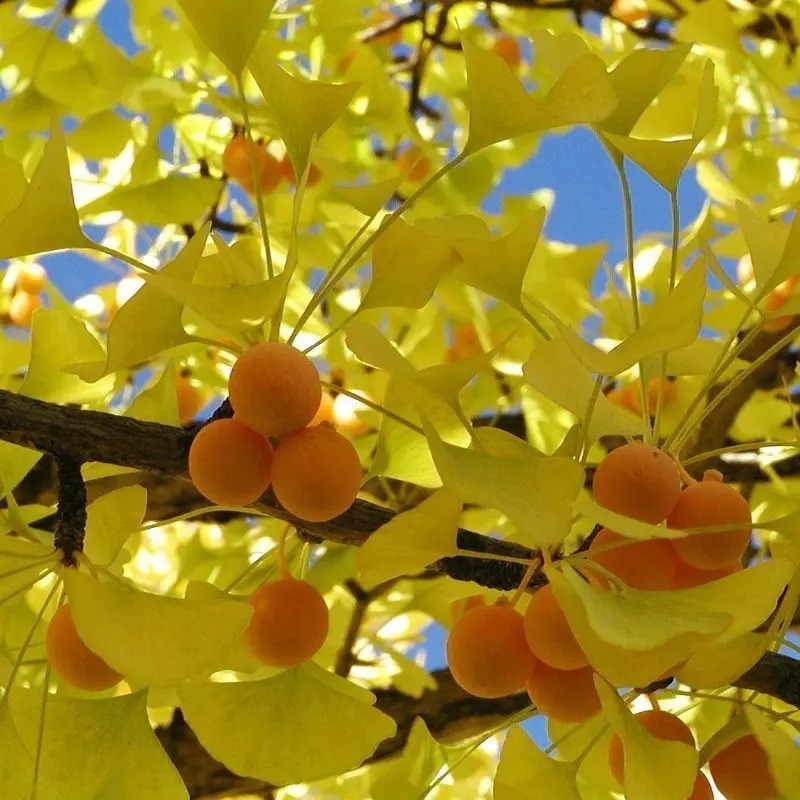 Ginkgo Biloba Tree Seeds – Maidenhair Tree