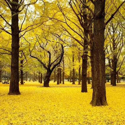 Ginkgo Biloba Tree Seeds – Maidenhair Tree