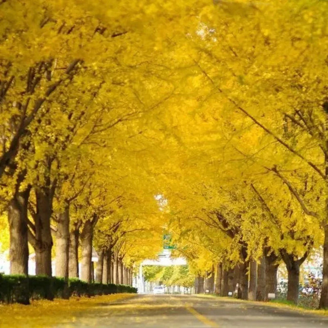 Ginkgo Biloba Tree Seeds – Maidenhair Tree