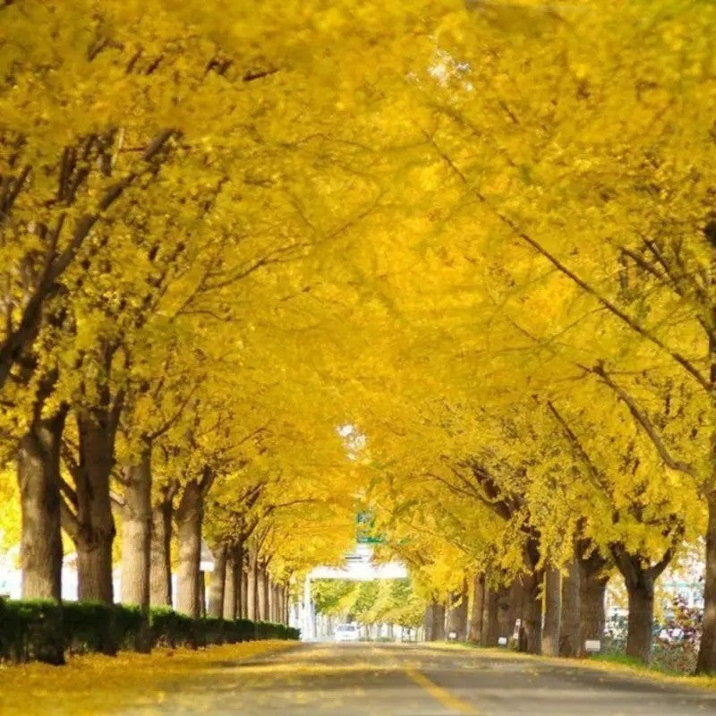 Ginkgo Biloba Tree Seeds – Maidenhair Tree