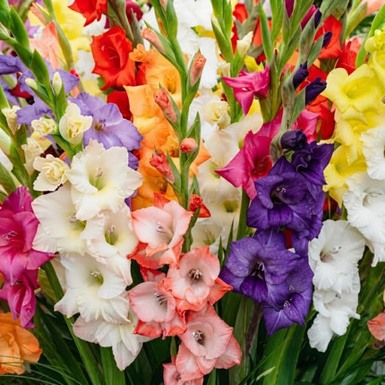 Mixed Gladiolus flowers in vibrant colors with tall blooming spikes, perfect for cut flower gardens, summer borders, bouquets, and ornamental landscapes. Seed World