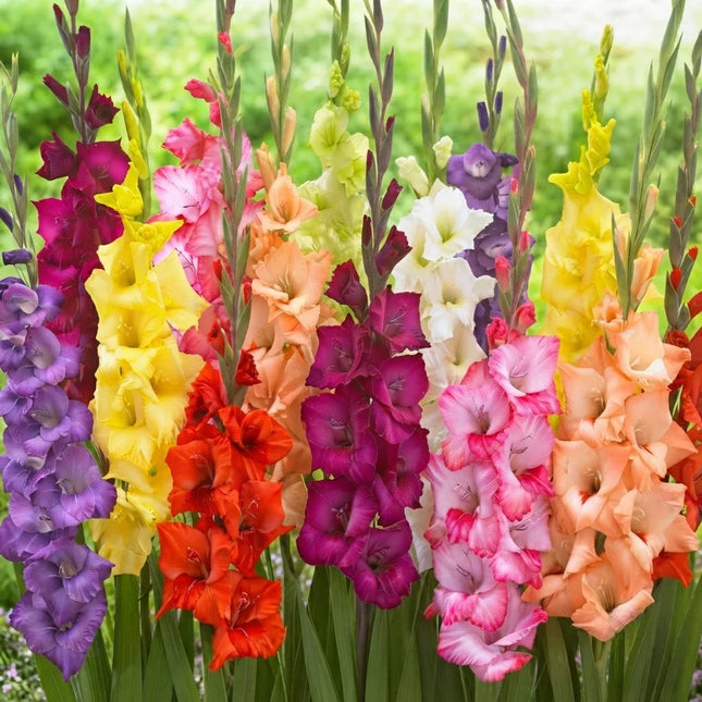 10 Gladiolus Bulbs Mix – Colorful Summer Flowering Bulbs | Garden Favorites