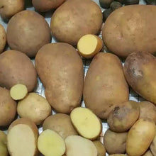 Yukon Gold True Potato Seeds (113g)