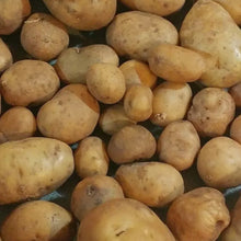 Yukon Gold True Potato Seeds (113g)