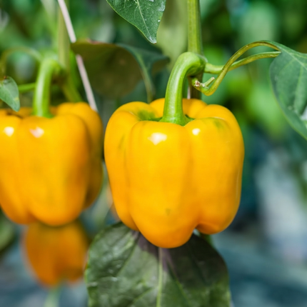 Bright yellow Golden Cal Wonder sweet bell peppers hanging on plant, fresh garden produce, ripe and glossy – high-yield vegetable seeds. Seed World