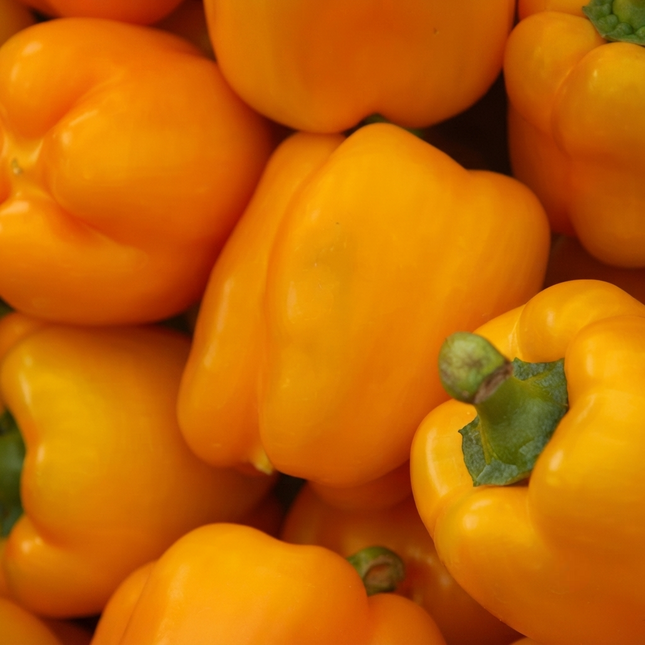 100 Golden Cal Wonder Sweet Bell Pepper Seeds | Heirloom | Non-GMO