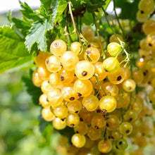 20 Golden Currant Shrub Seeds