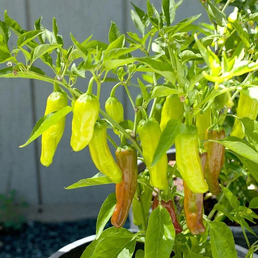 Green chili peppers growing on a plant with a blurred background