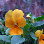 Golden Orange