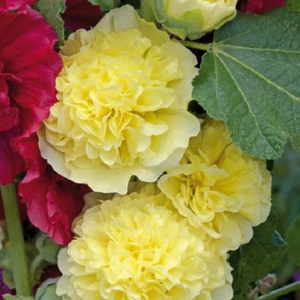 25 Golden Yellow Hollyhock Seeds