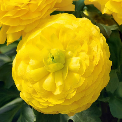 Golden Yellow Ranunculus in full bloom with vibrant, densely layered petals, a striking flowering plant ideal for garden beds, borders, containers, and cut flower gardens. Seed World