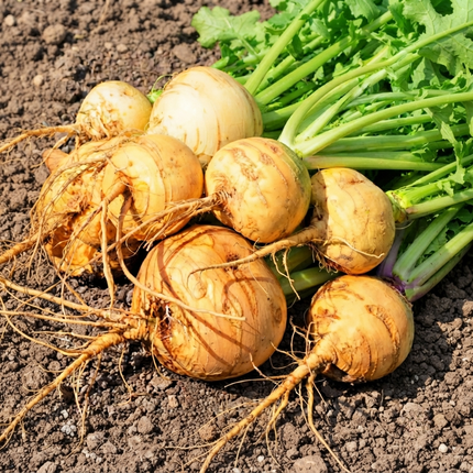 Golden Ball Turnip seeds producing smooth golden-yellow heirloom roots with sweet, tender flesh, perfect for home gardens, roasting, soups, and fresh harvests. Seed World