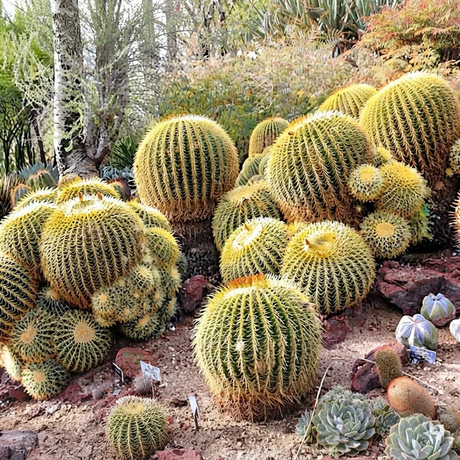 25 Golden Barrel Cactus Seeds | Echinocactus Grusonii | Easy Grow