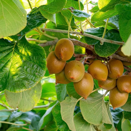 50 Golden Kiwi Fruit Seeds – Actinidia Chinensis | Tropical Hardy Kiwi Vine
