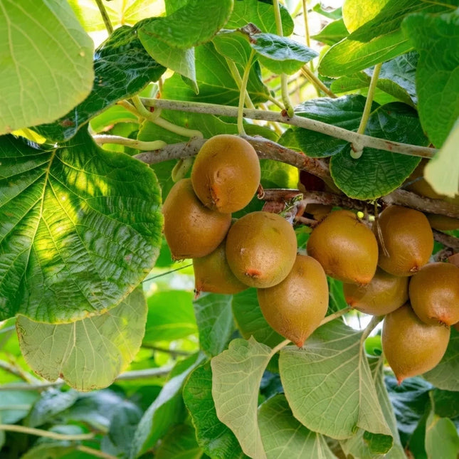 50 Golden Kiwi Fruit Seeds – Actinidia Chinensis | Tropical Hardy Kiwi Vine