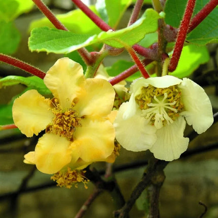 50 Golden Kiwi Fruit Seeds – Actinidia Chinensis | Tropical Hardy Kiwi Vine