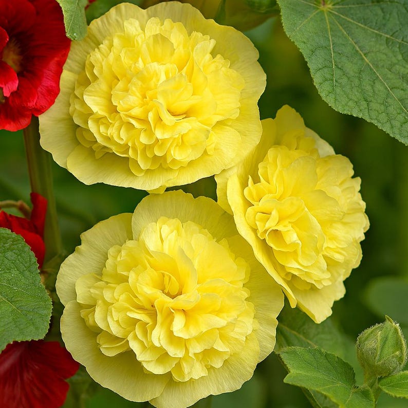 25 Golden Yellow Hollyhock Seeds