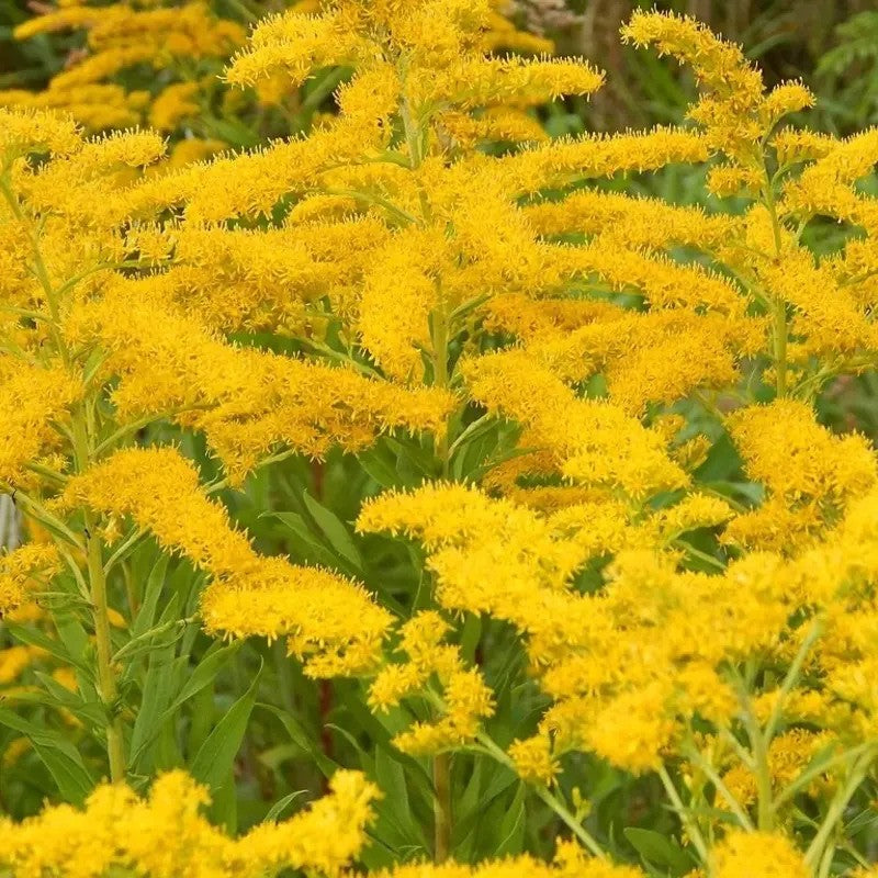 Close-up of a cluster of bright yellow flowers with green leaves.