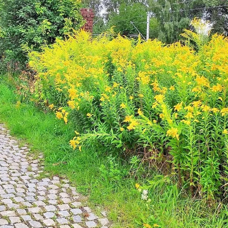 Yellow flowers growing along a stone path with greenery in the background