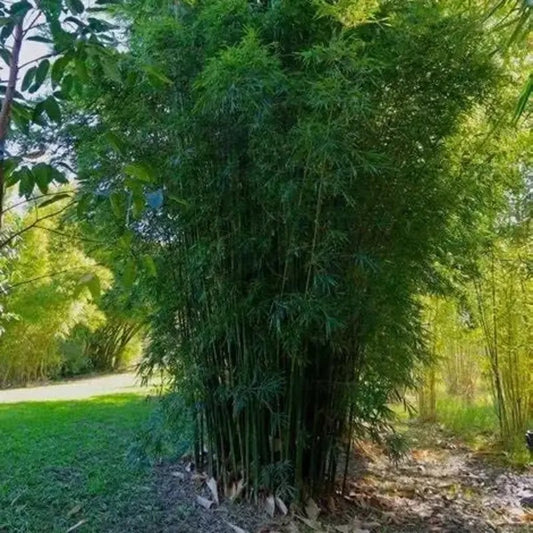 50 Gracilis Bamboo Seeds – Slender Weavers Bamboo