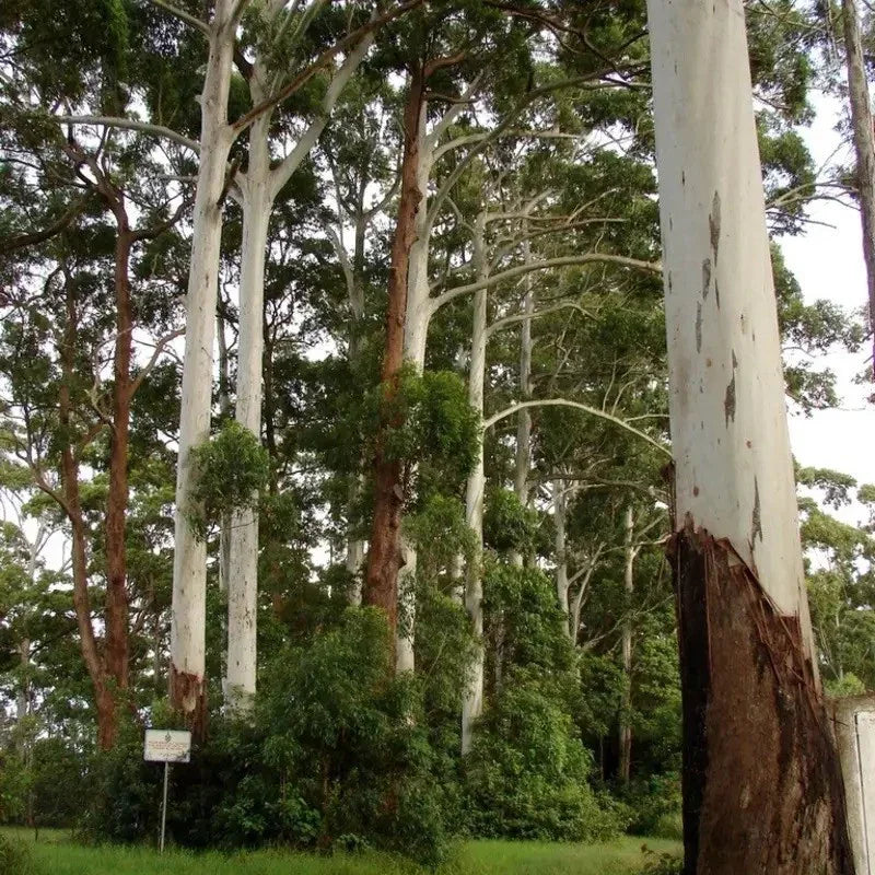 Tall trees with white bark in a forest setting