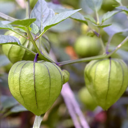 50 Grande Rio Verde Tomatillo Seeds – Heirloom, NON-GMO