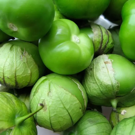 Fresh green tomatillos with husks intact, ready for planting, close-up of Physalis ixocarpa fruit cluster. Seed World
